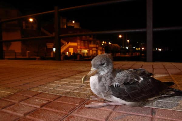 Görsel